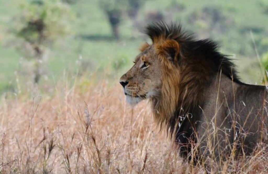 6 days Budget Uganda Adventure Safari