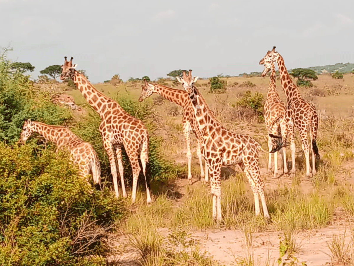 3 Days Safari to Murchison Falls Via Ziwa