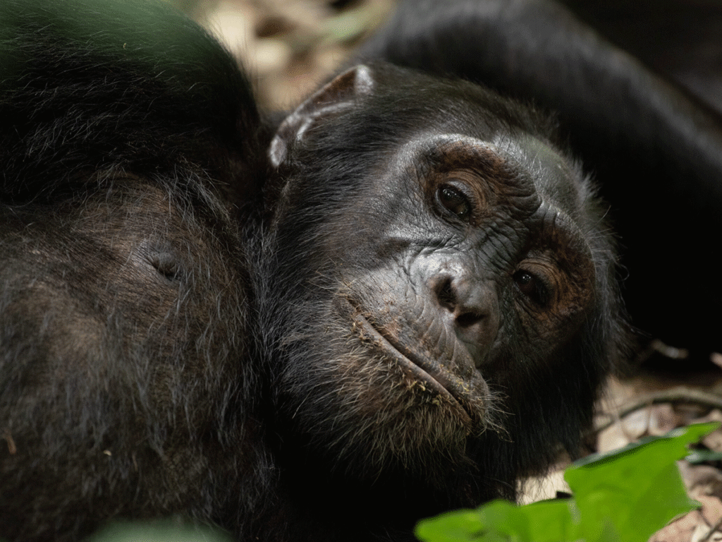 3 Days Uganda Gorilla Trekking Safari