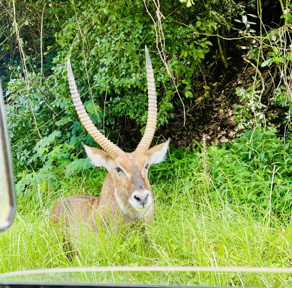 3 Days Safari to Murchison Falls Via Ziwa