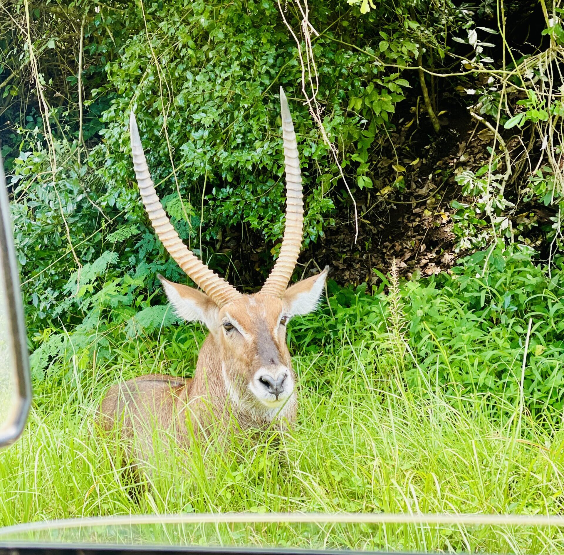 3 Days Safari to Murchison Falls Via Ziwa