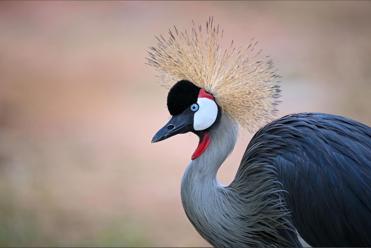 7 days Uganda safari