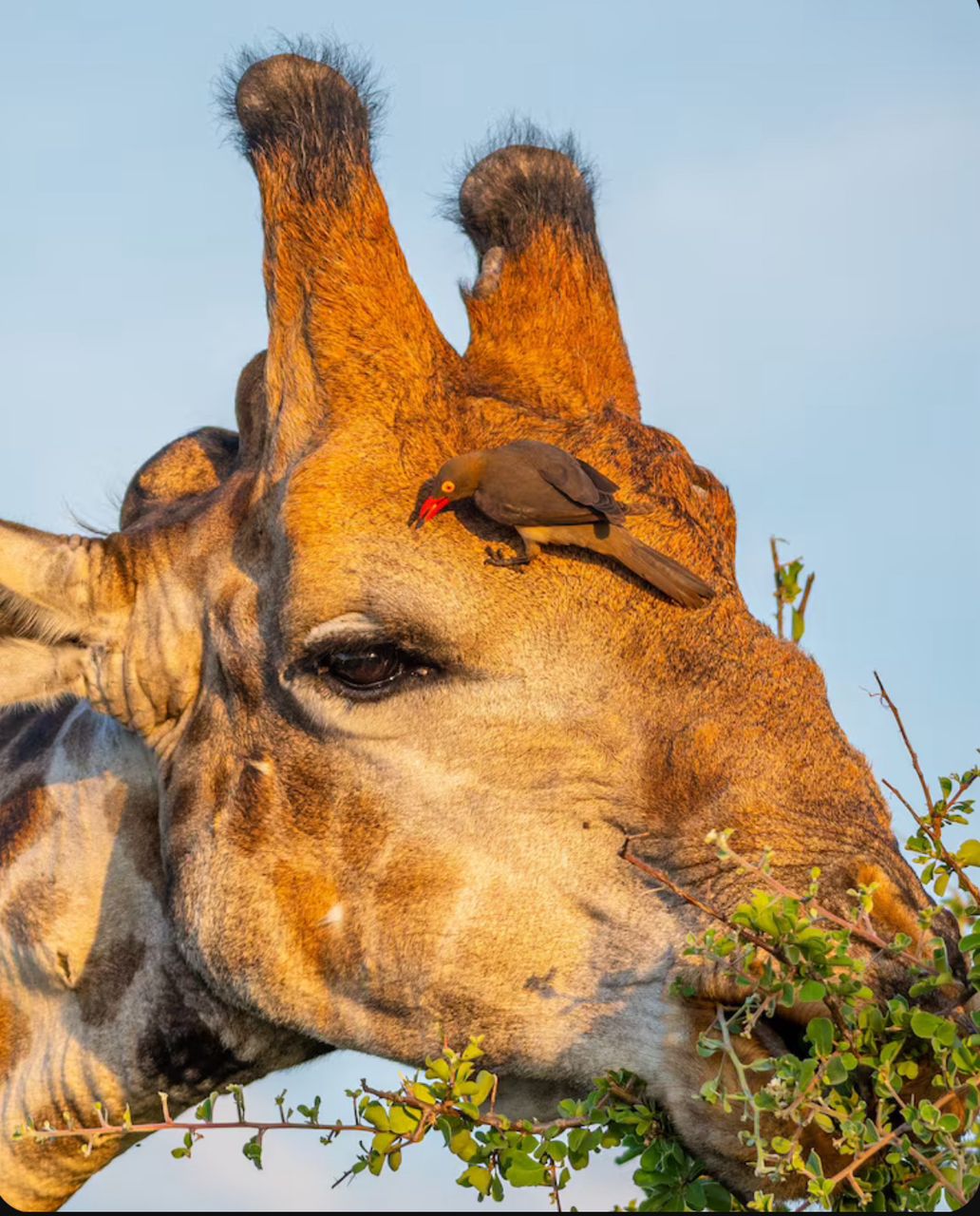 10 Days Uganda & Rwanda Gorilla Safari