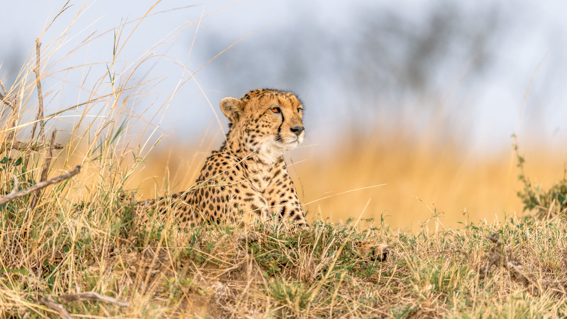 10 Days Uganda & Rwanda Gorilla Safari