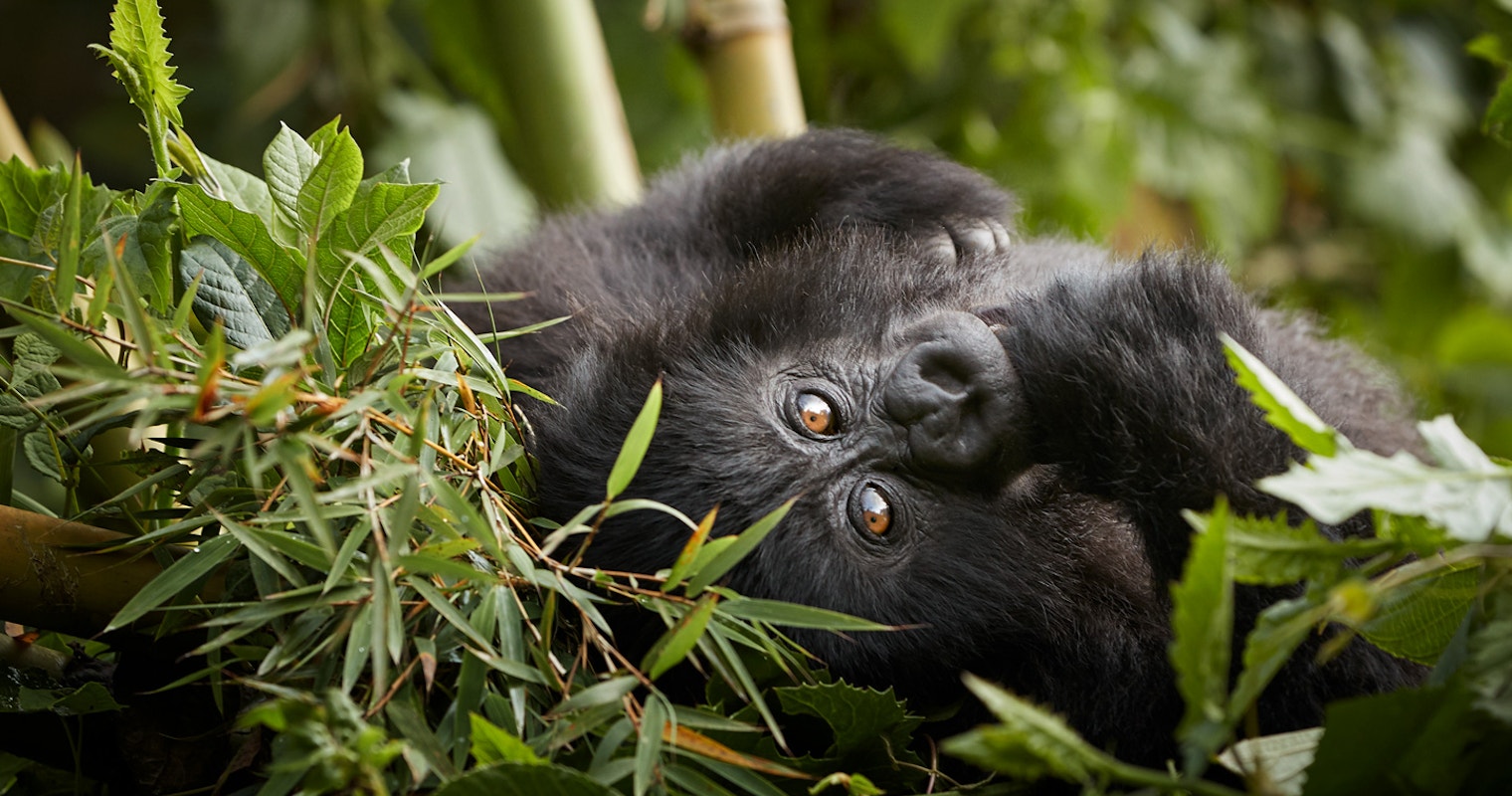 4 Days Chimps and Gorilla safari