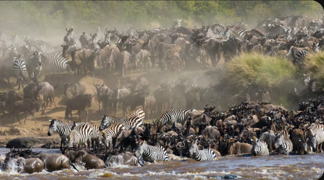 Serengeti National Park: A World of Wildlife and Wonder
