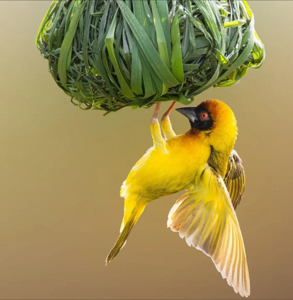 13 Days Birding Safari and gorilla in the Pearl