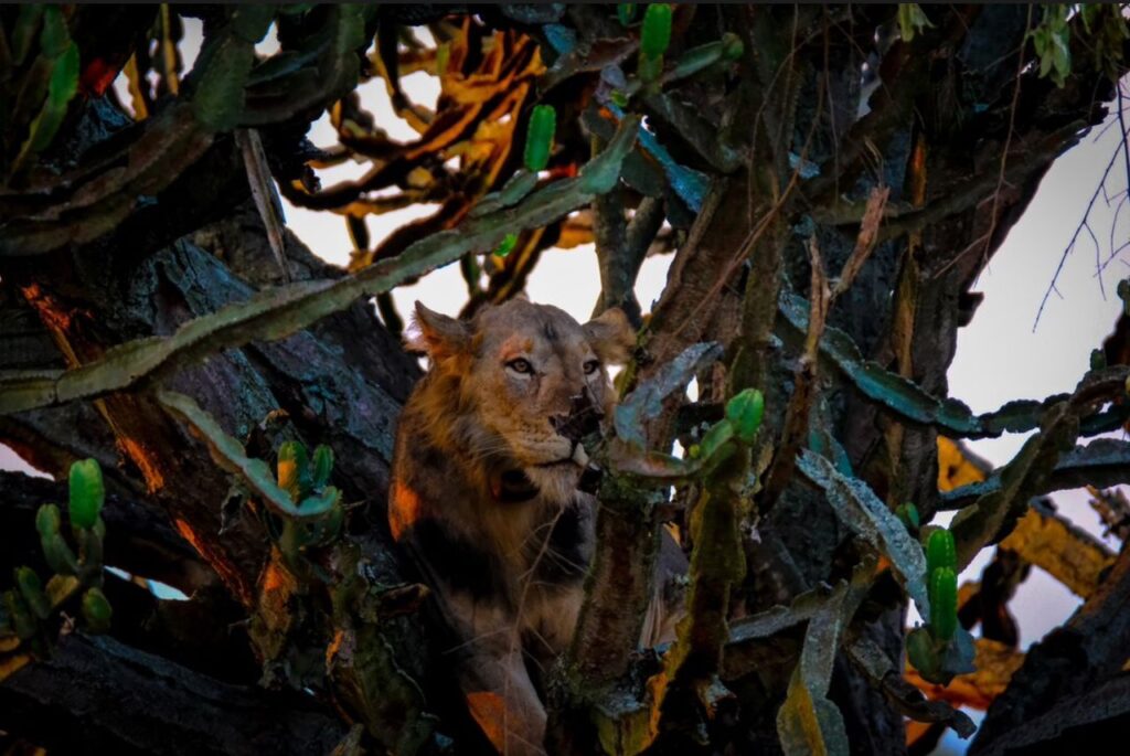 3-Day Gorilla Trekking Safari in Uganda from Kigali