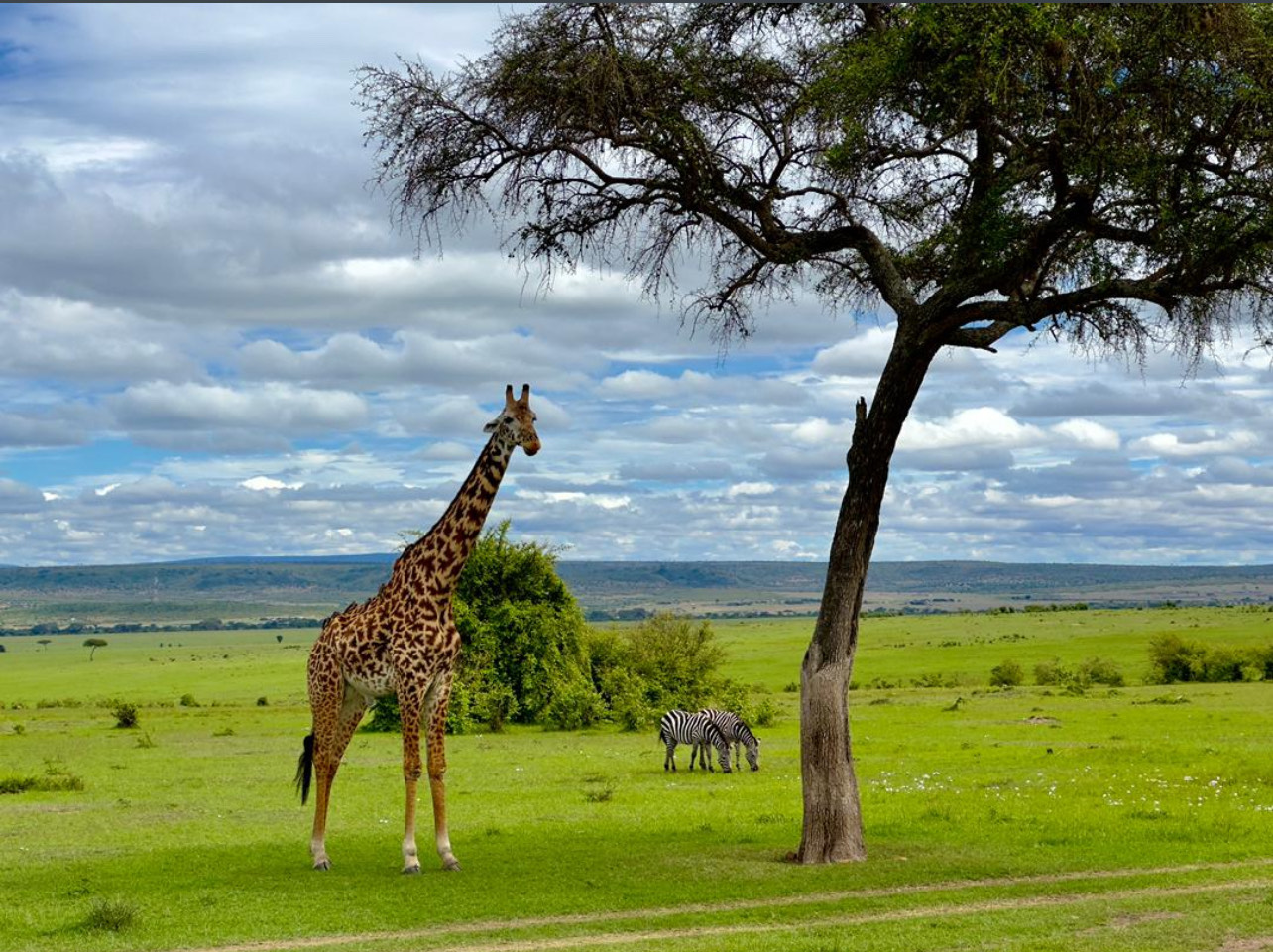 4 Days Lake Nakuru and Masai Mara Safari