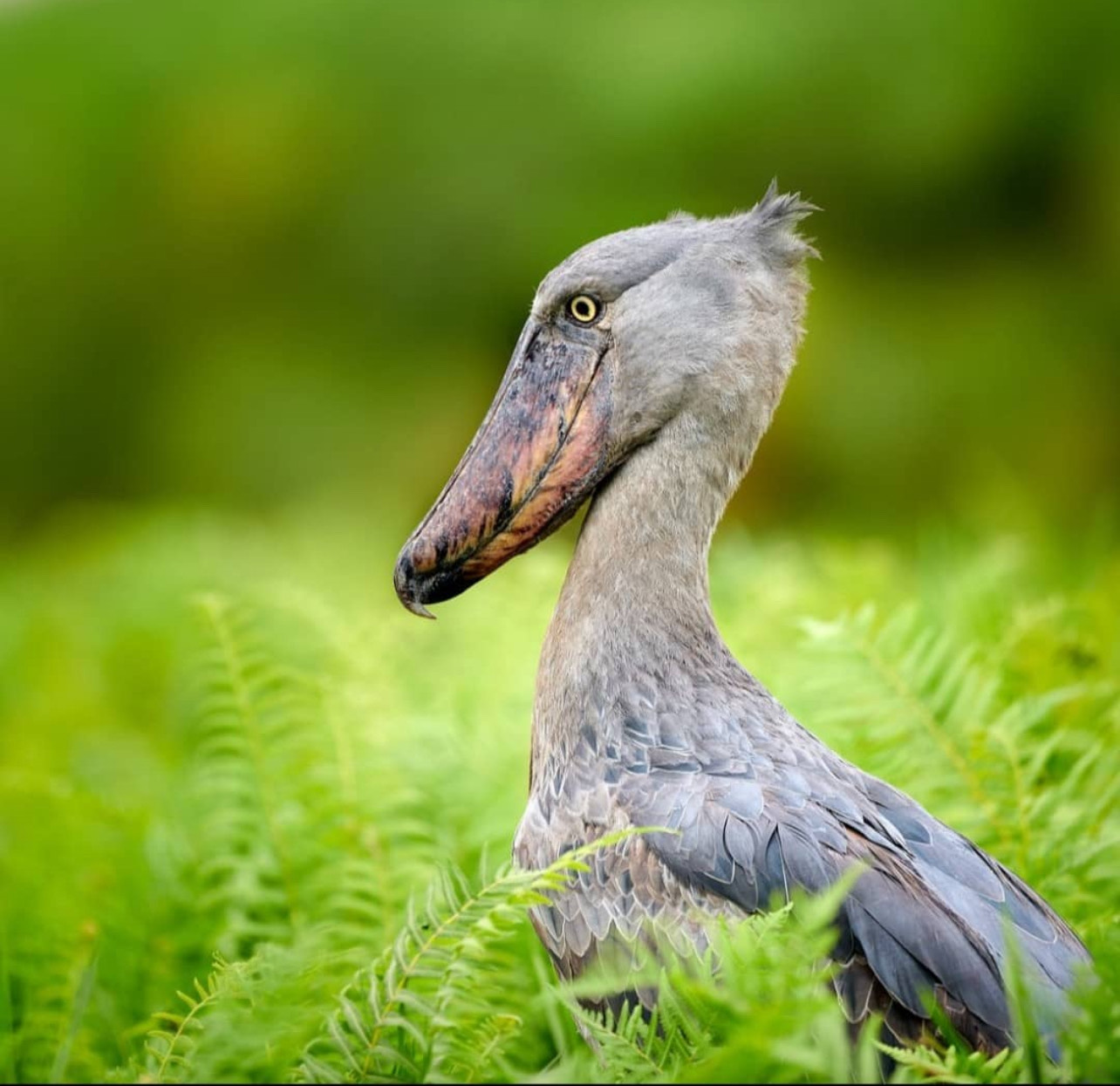 7-Day Lion’s Roar Expedition and Gorilla Tour Experience