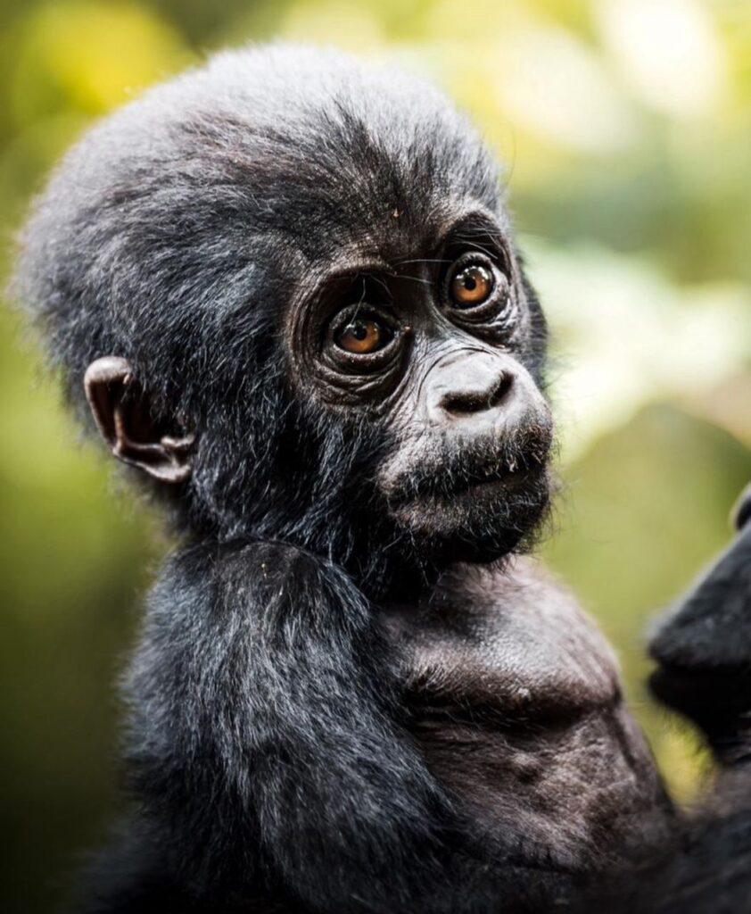 9 Days Uganda Gorilla Safari