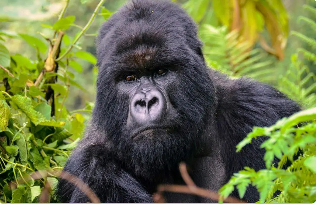 15 days of mammal watching in uganda