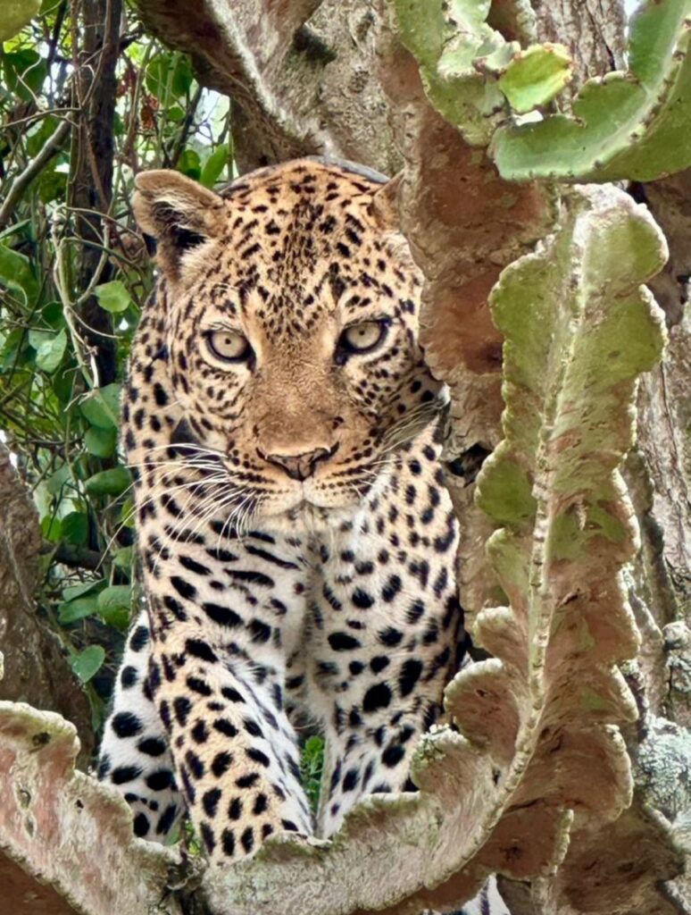 7 Days Serengeti, Ngorongoro, and Lake Manyara Tour Package