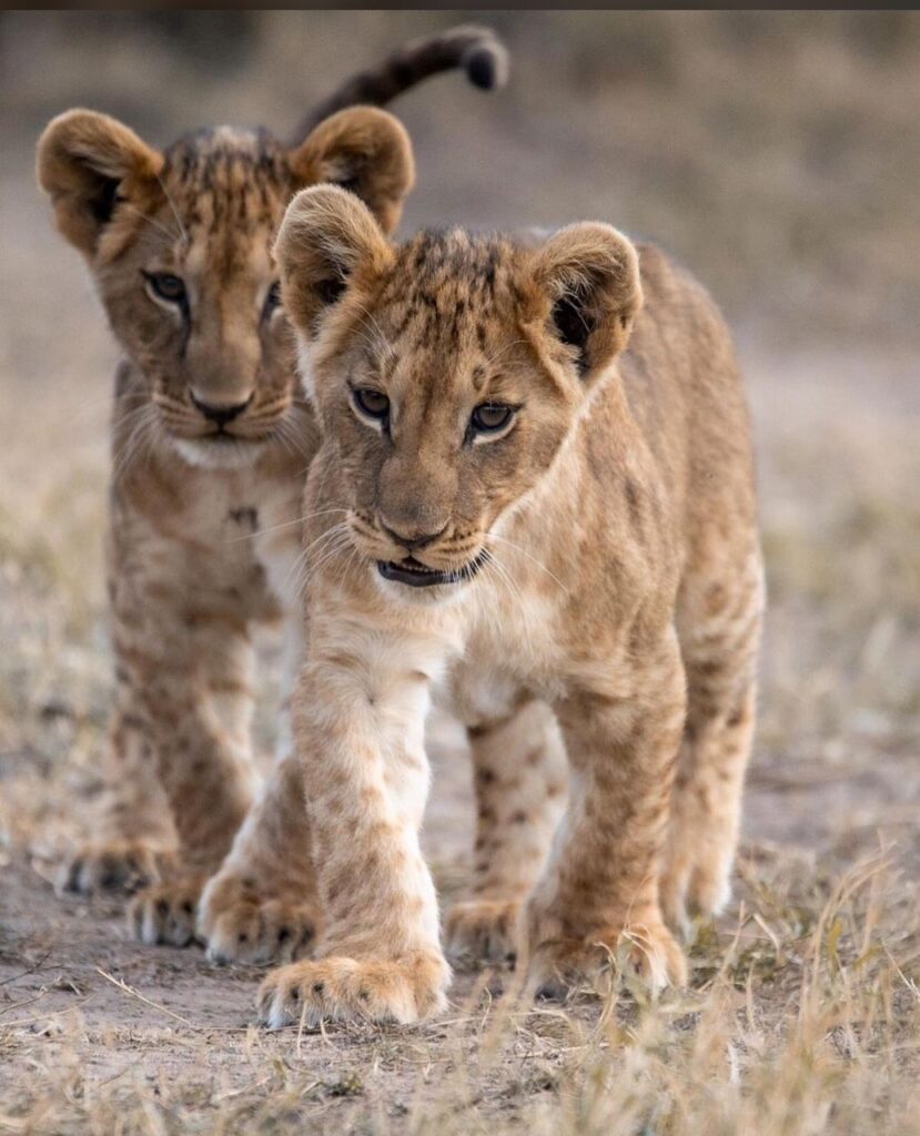 7-Days Tanzania Safari with Wildlife & Game Drive Experience