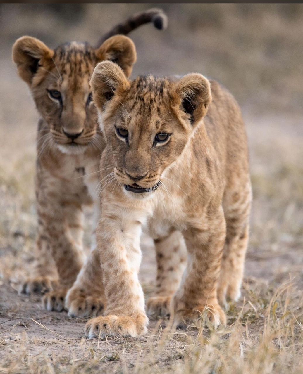 7-Days Tanzania Safari with Wildlife & Game Drive Experience