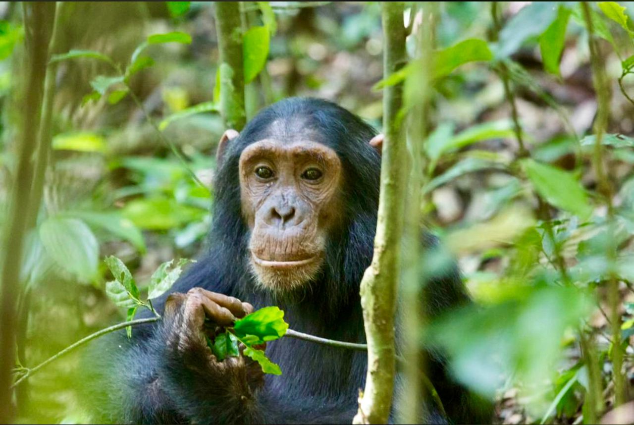 FACTS ABOUT CHIMPANZEES