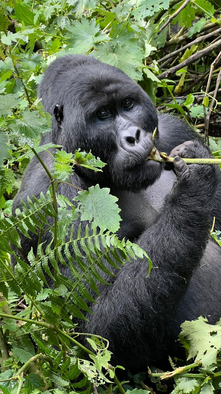 How long is a gorilla trek in Uganda?