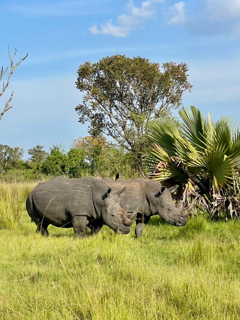 10 Days Luxury Gorilla and Chimps Holiday in Uganda