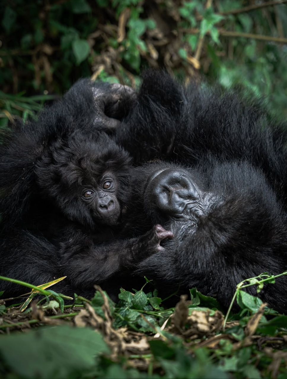 23 Days of Gorillas, Chimpanzees & Rare Birds