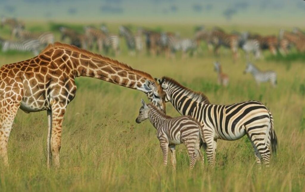 5 Days Gorilla and Wildlife Safari Tour in Rwanda