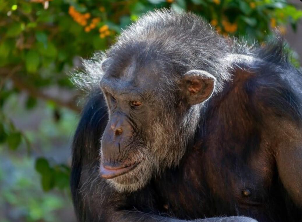 FACTS ABOUT CHIMPANZEES