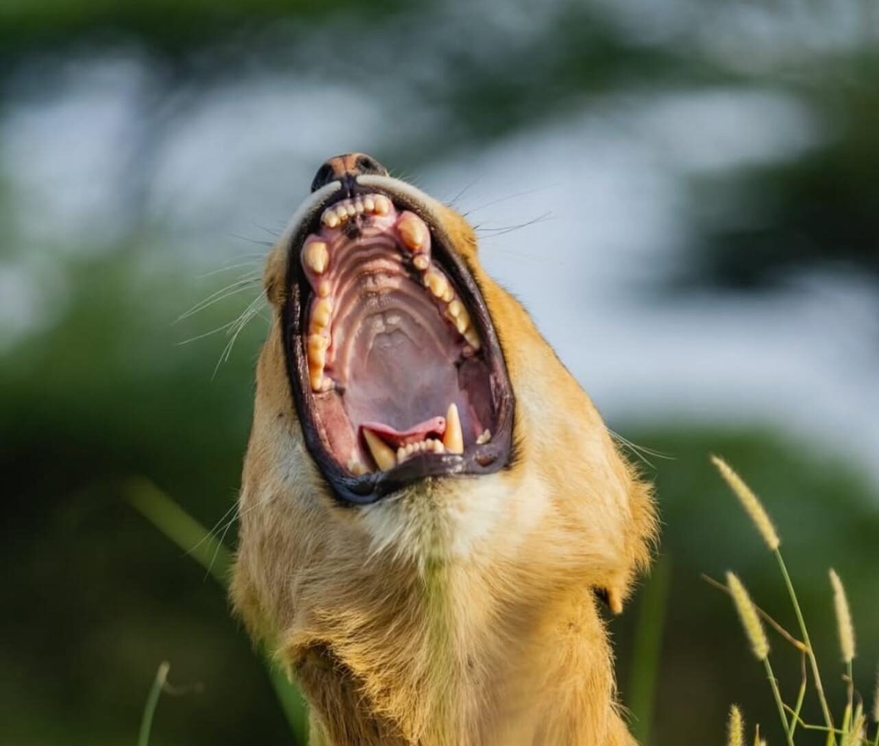 3-Day Tanzania, Tarangire,Ngorongoro Crater & Lake Manyara