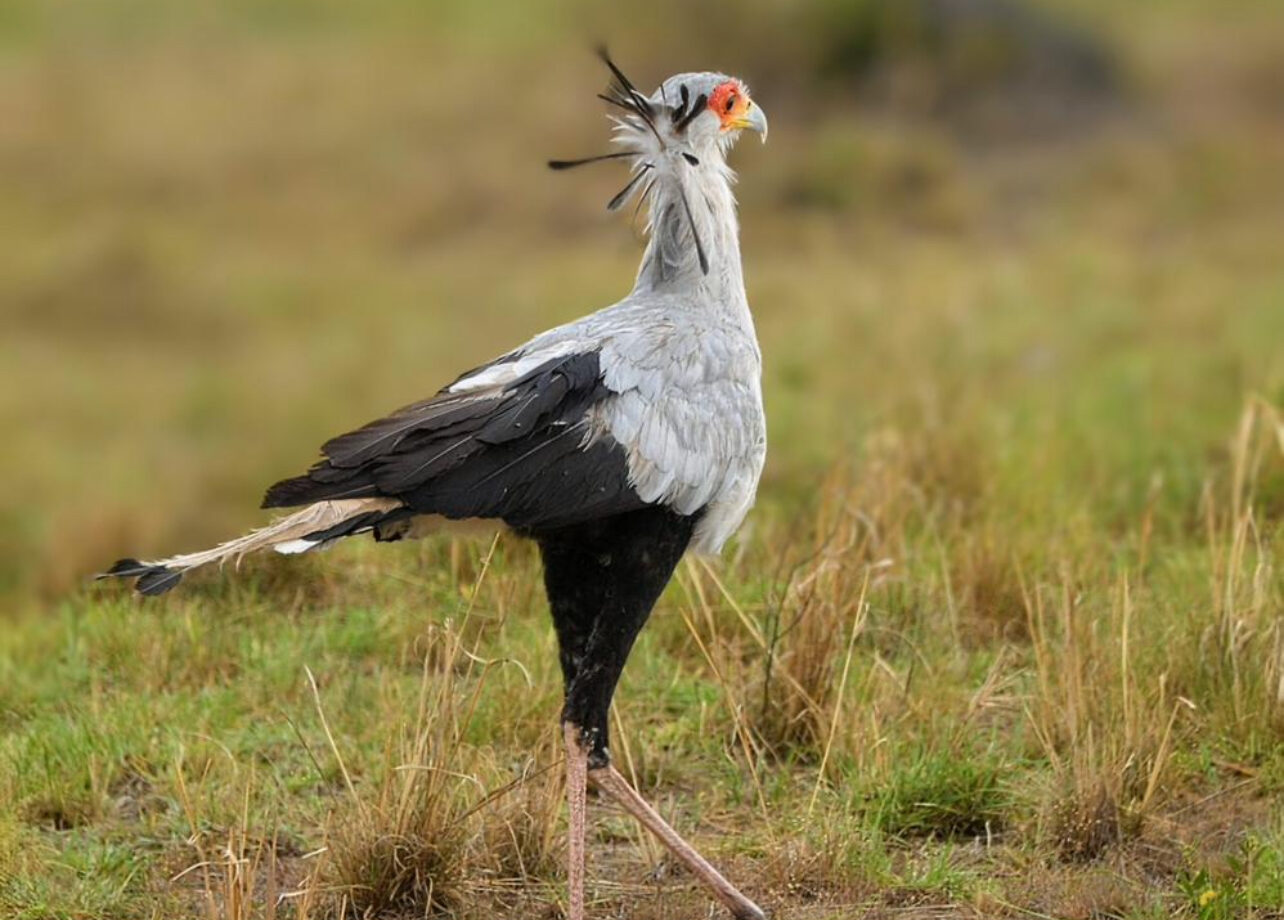 Kidepo Valley National Park Birding Safaris
