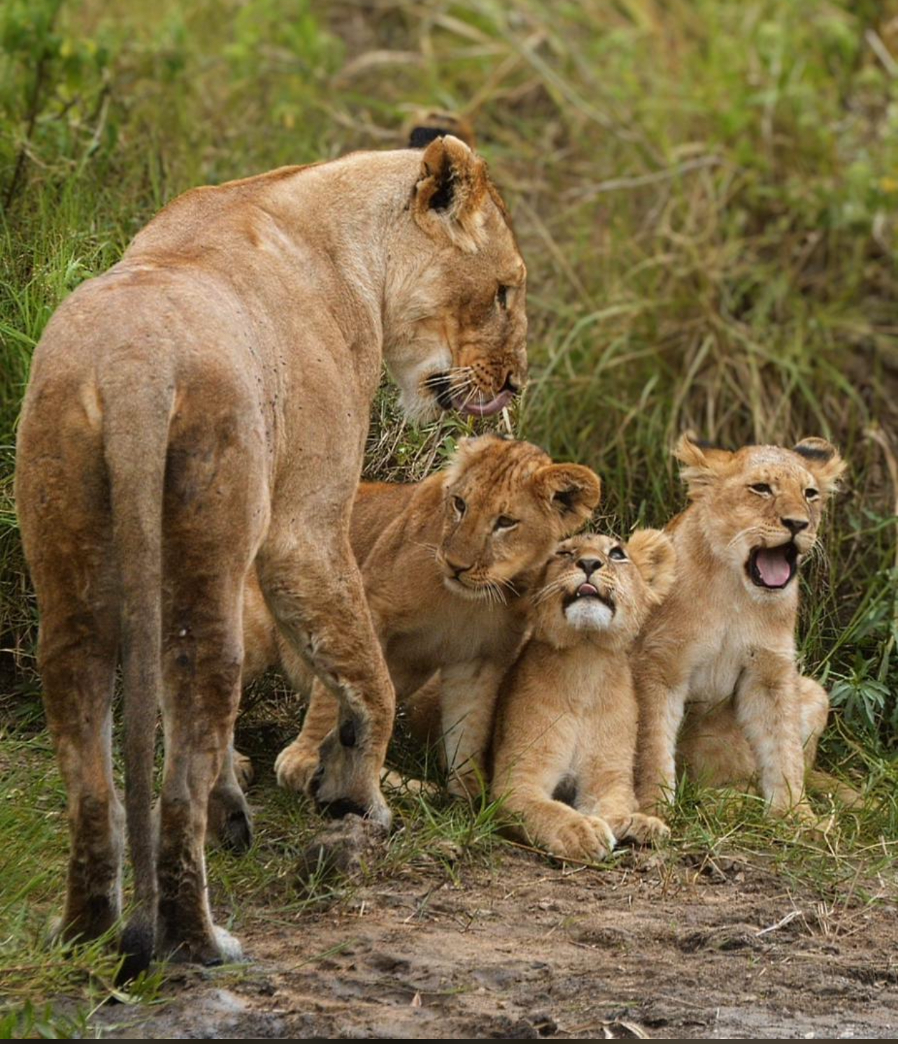 Facts About Ngoro Ngoro National park