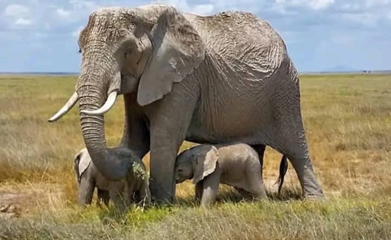 4 Days TZ Wildlife, Nature & Cultural Experience