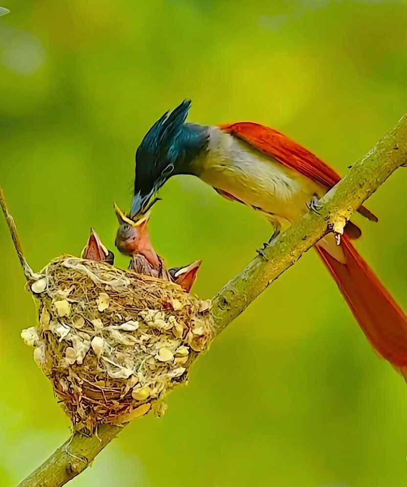 Chimpanzee Trekking in Kibale Forest