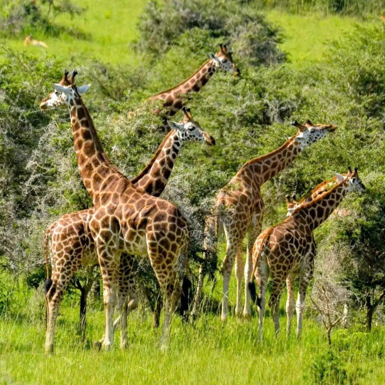 KENYA THE CRADLE OF MANKIND