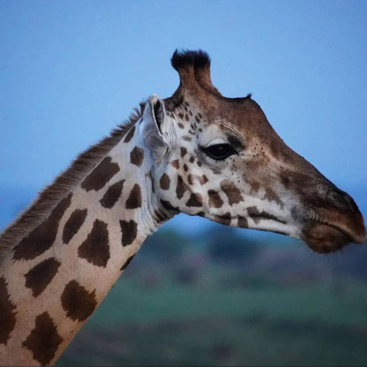 Tanzania The Land of Kilimanjaro