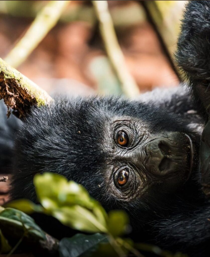 3 Days Best of Rwanda Safari Tours