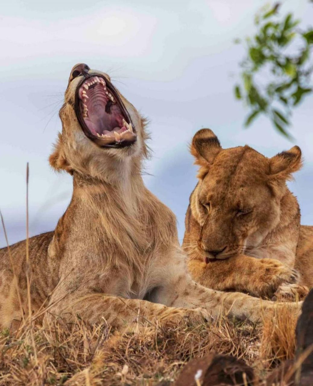 7 Days Uganda Big Five, Gorillas & Chimpanzees Safari