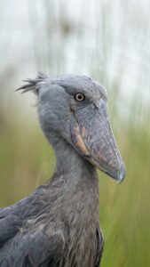 UGANDA FOREST BIRDING
