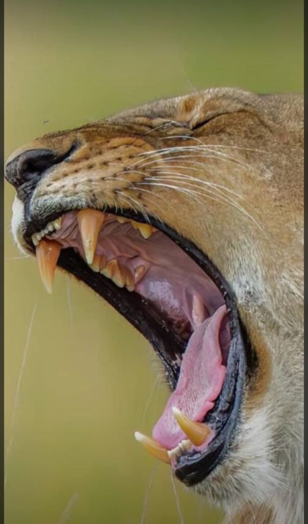 13-Day Uganda photography safari