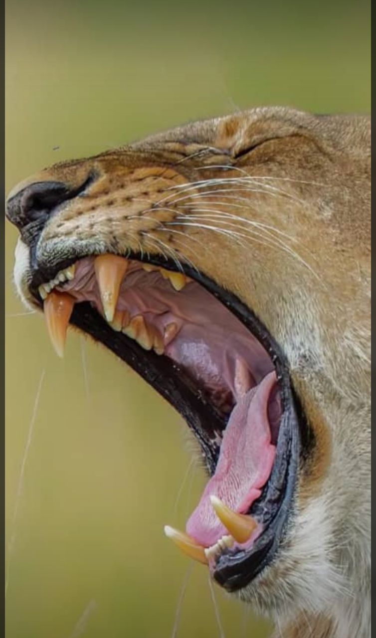 13-Day Uganda photography safari