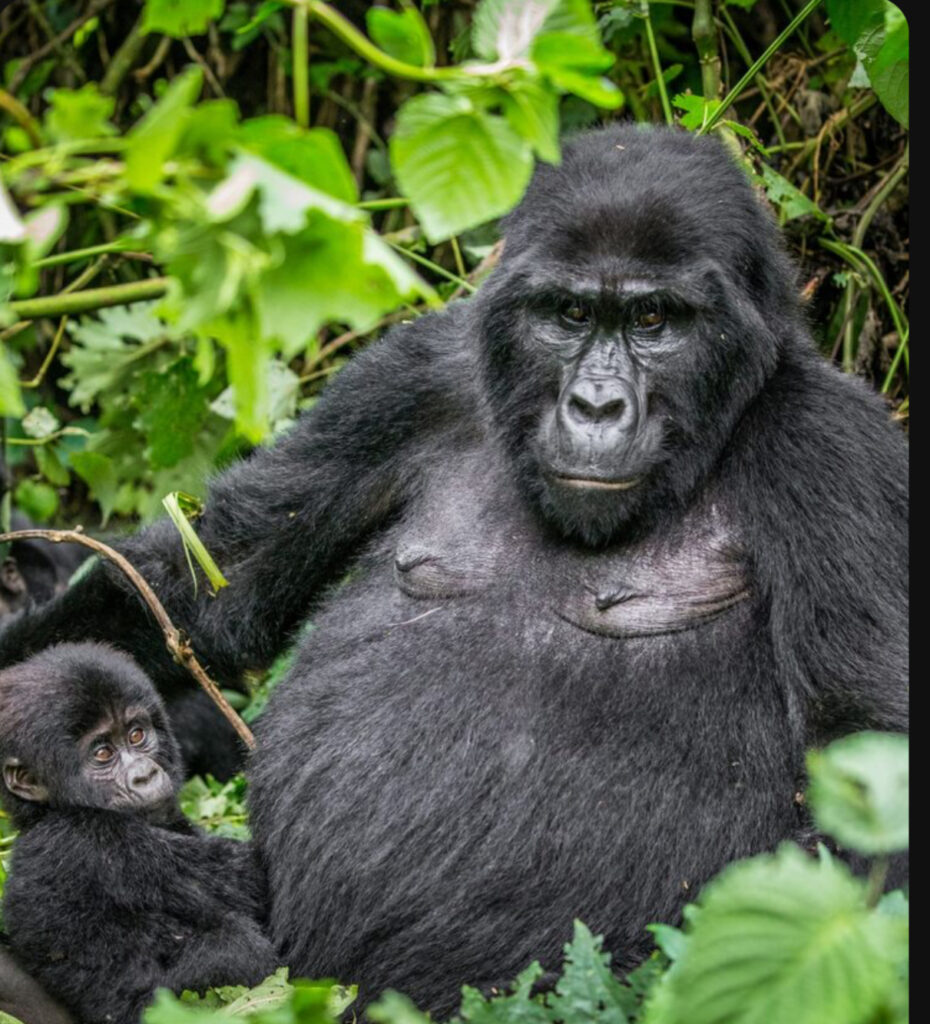 Ultimate 15-Day Uganda Safari: Shoebill Birding, Golden Cat Search, Chimps & Gorillas