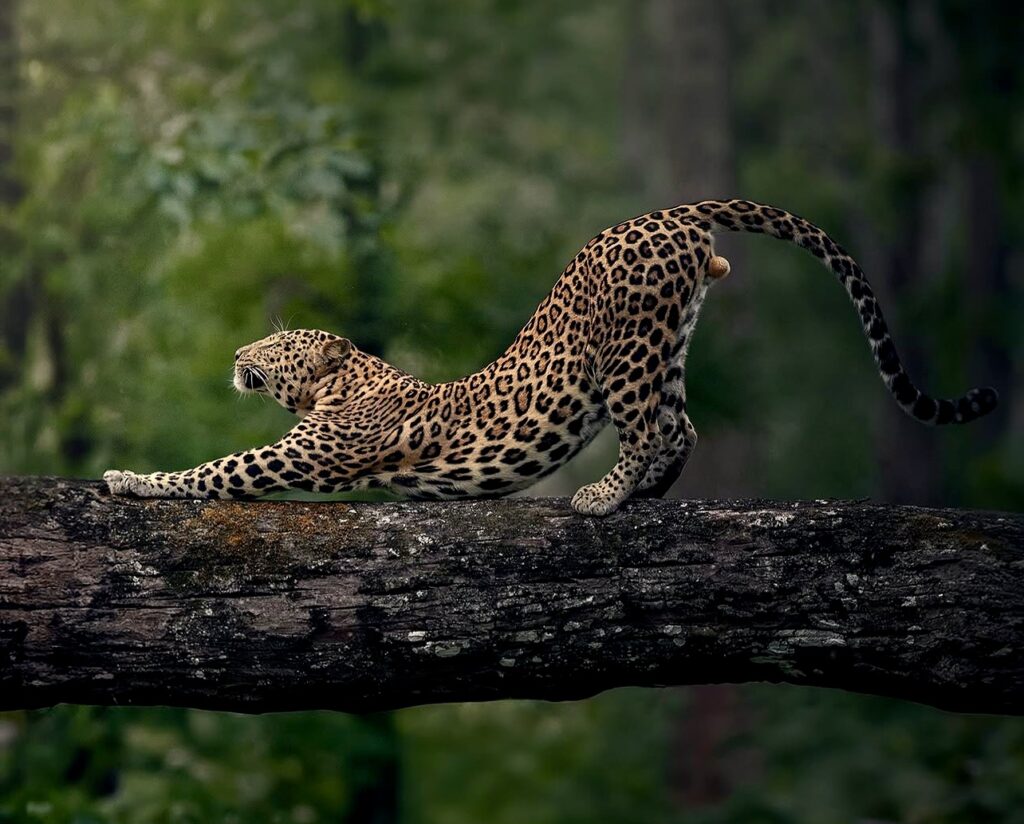 leopard hidden stories