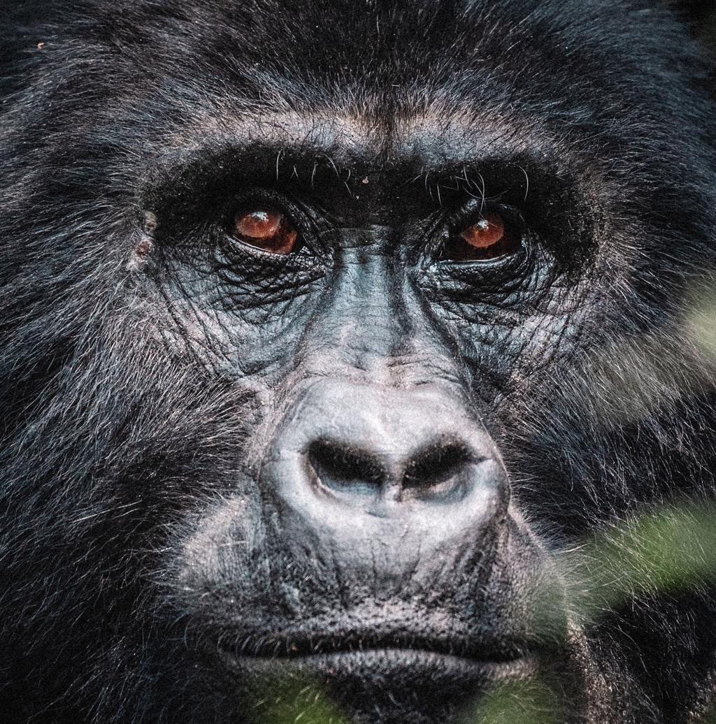 3-Day Luxury Gorilla Trekking Tour from Kigali